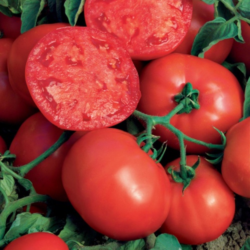 Tomato Bush Steak